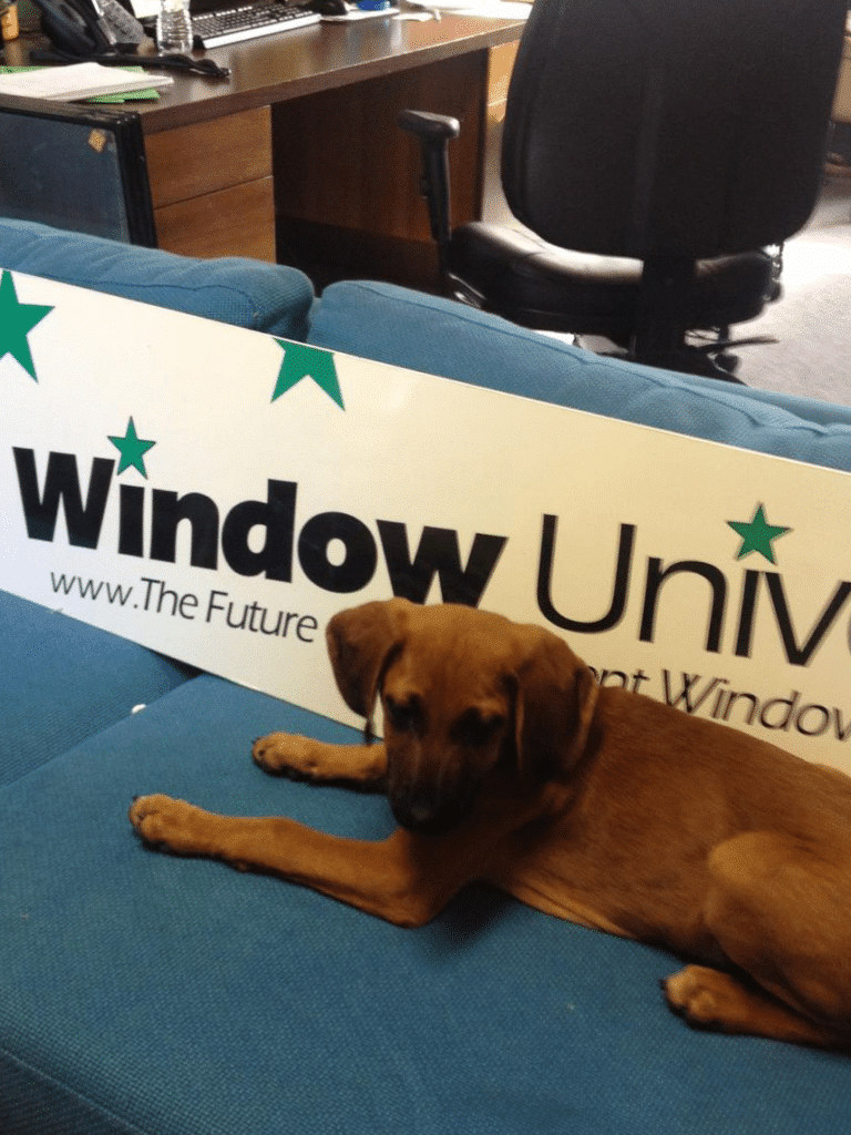 The cutest little window puppy at the Window Universe office.